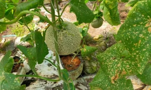 nut-qua-dua-luoi