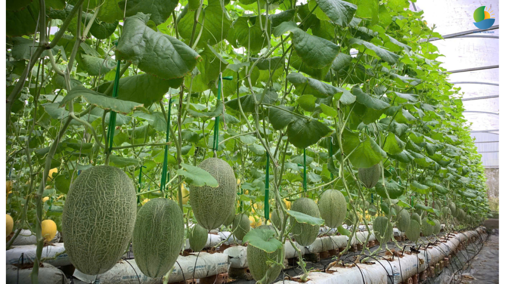 neem nấm ký sinh trị bọ trĩ nhện đỏ trên dưa lưới